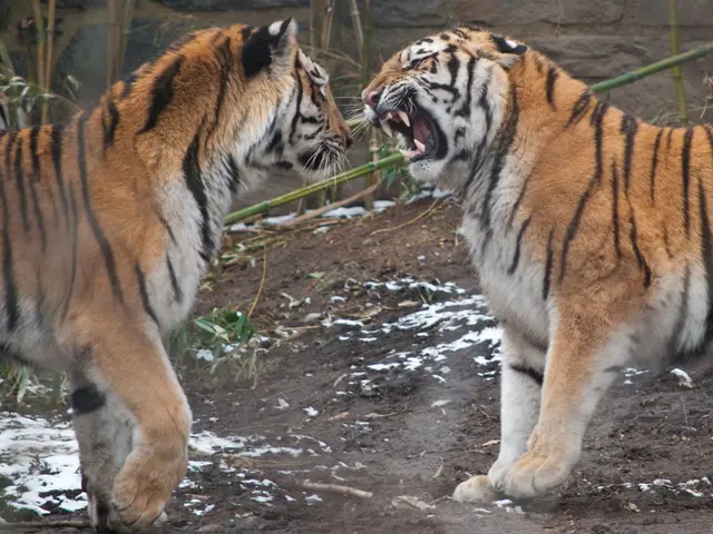 "NetEnt and Red Tiger gambling games now available at Hollywoodbets"