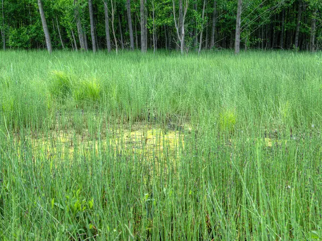 Impact of Mechanization on Farm Labor Demands